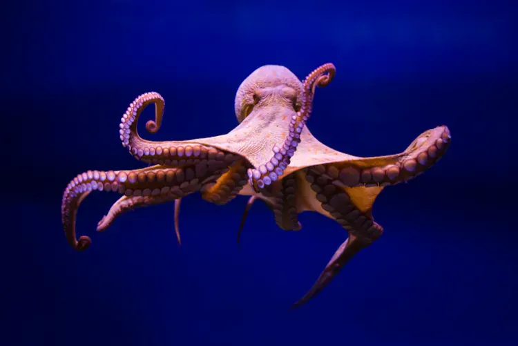 Back in a few months, I'm networking an octopus